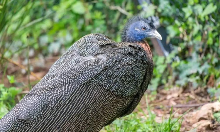 Kuau Raja, Sumber: paigntonzoo.org.uk