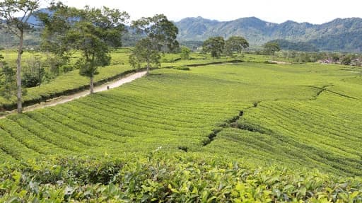 Kebun Teh Liki
