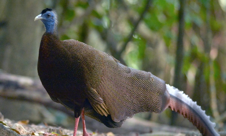 Kuau Raja, Sumber: ebird.org