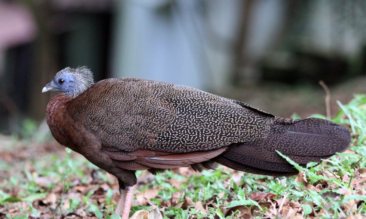 Dapat mendeteksi datangnya gempa, Sumber: ebird.org