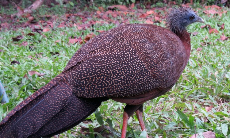 Keunikan warna yang eksotis, Sumber: ebird.org